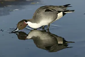 M Watson Wildlife Photography Prints: Pintail - drinking