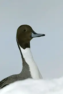 Pintail Duck Prints: Pintail - head