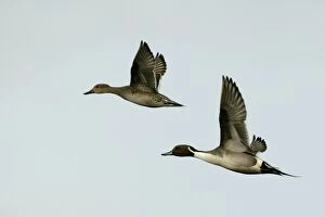 Images Dated 21st February 2004: Pintail - pair in flight