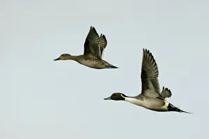 M Watson Wildlife Photography Prints: Pintail - pair in flight