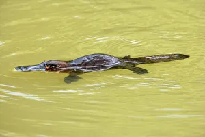 Platypus - adult swimming in a river collecting food Platypus - adult swimming in a river collecting food