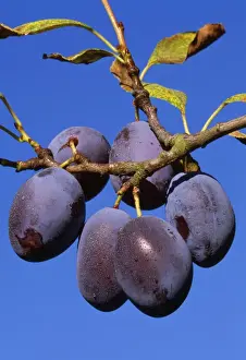 Edible Fruits Prints: Plums - ripe