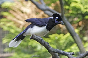 Plush Crested Jay - calling with crest raised Plush Crested Jay - calling with crest raised