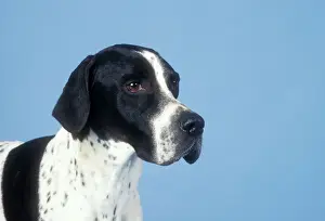 Pointer Dog Print - Head Study