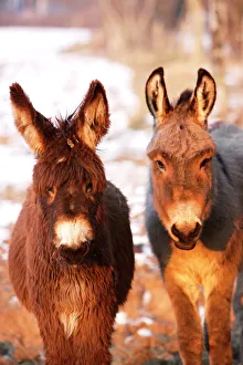 Poitou Donkey and normal Donkey (on right) - facing camera Poitou Donkey and normal Donkey (on right) - facing camera
