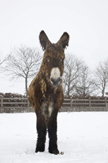 Poitou Donkey - standing in snow Poitou Donkey - standing in snow
