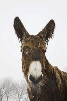 Poitou Donkey - in winter snow Poitou Donkey - in winter snow