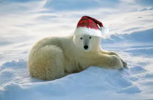 Prints of FG-6238-m Polar Bear - with Christmas hat Ursus maritimus Francois Gohier Please note that prints are for personal display purposes only and may not be reproduced in any way. Polar Bear Prints: Polar Bear FG-6238-m Christmas Print