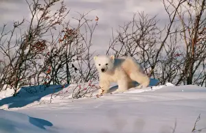 Polar Bear Cub Prints: Polar Bear Cub