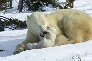 Polar Bear - female and cub, biting / play fighting Polar Bear - female and cub, biting / play fighting