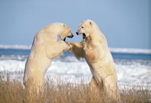 Arctic Wildlife Prints: Polar Bear - x2 fighting