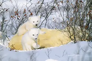 Arctic Wildlife Prints: Polar Bear - with young