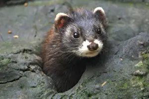 German Wildlife Photographer Prints: Polecat, Germany