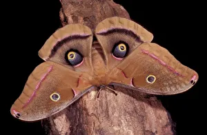Polyphemus Moth - intimidation posture, the eyed-wings look like an ired gaze Polyphemus Moth - intimidation posture, the eyed-wings look like an ired gaze