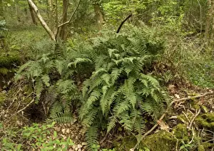 West Country Landscapes Prints: Polypody
