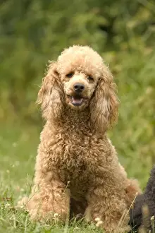 Dog Breed Pictures Prints: Poodle Dog