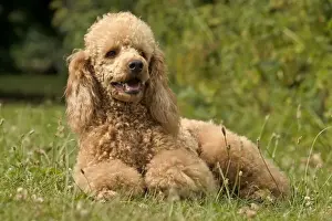 Personal Use Only Prints Available Prints: Poodle Dog - Lying down