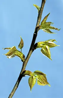 Poplar Leaf Prints: Poplar - leaf