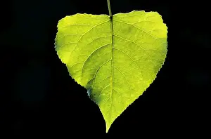 Poplar Tree Leaf Print, ME-1830