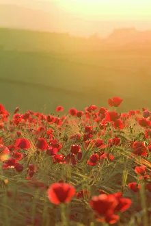 Poppies in cereal crop, sun haze/flare - backlit Poppies in cereal crop, sun haze/flare - backlit