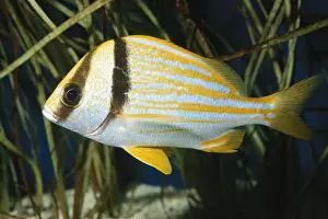 Wild Atlantic Ocean Creatures Prints: Porkfish Grunt