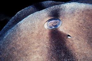 Port Jackson / Horned Shark - Close up of eye and skin of shark. Note the raised abrasive skin pattern Port Jackson / Horned Shark - Close up of eye and skin of shark. Note the raised abrasive skin pattern