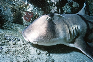 Port Jackson / Horned Shark - A shell eater, considered harmless to humans. Virtually a living fossil Port Jackson / Horned Shark - A shell eater, considered harmless to humans. Virtually a living fossil