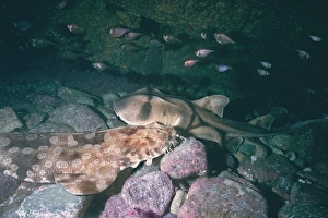 Port Jackson / Horned Shark and a Wobbygong Shark (Orectolobus maculatus) - Resting together in a cave Port Jackson / Horned Shark and a Wobbygong Shark (Orectolobus maculatus) - Resting together in a cave