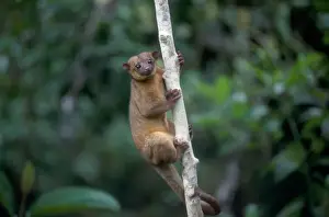 Amazon Rainforest Animals Prints: Potos flavus