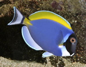Powder Blue Surgeonfish (Powder Blue Tang) - tropical reefs Powder Blue Surgeonfish (Powder Blue Tang) - tropical reefs