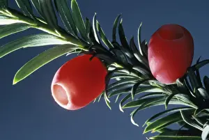 Red Berry Plant Prints: PPG-140