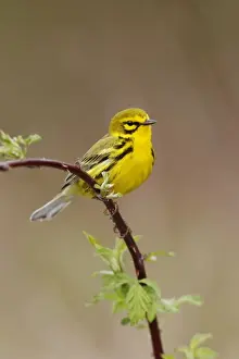 Personal Use Prints Available Prints: Prairie Warbler