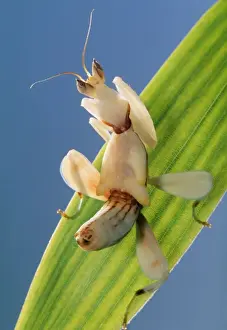 Wildlife Insects Photos Prints: Praying Mantis - juvenile