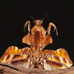 Wildlife Photography Prints Online Prints: Praying Mantis - threat display