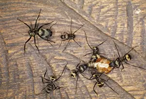 Peter Steyn Photography Prints: Predator Ants Amazon Rain Forest