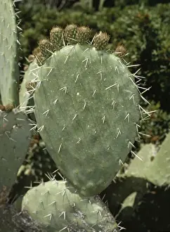 Prickly Pear Plant Prints: Prickly Pear Cactus