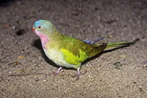 Australasian Wildlife Photos Prints: Princess Parrot