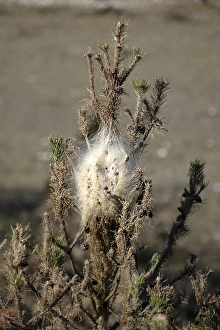 Processional Pine Caterpillars - attacking Black Pine Tree Processional Pine Caterpillars - attacking Black Pine Tree
