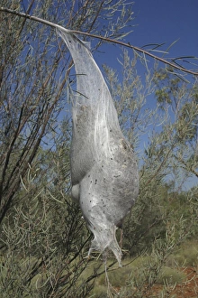 Processionary Caterpillar Nest Bag - Also known as Bag Shelter / Boree / Brown Tails Moths Processionary Caterpillar Nest Bag - Also known as Bag Shelter / Boree / Brown Tails Moths
