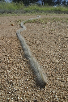 Processionary Caterpillars - Also known as Bag Shelter / Brown Tails / Boree Moths Processionary Caterpillars - Also known as Bag Shelter / Brown Tails / Boree Moths