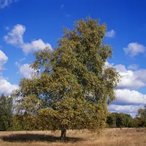 Single Tree Photography Prints: Pubescent Birch - October
