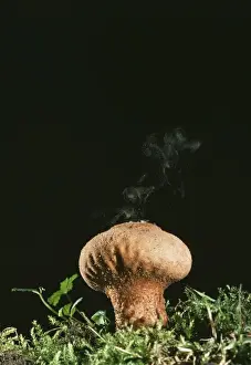 Lycoperdon Perlatum Prints: Puff Ball