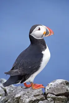 Puffin Bird Prints: Puffin