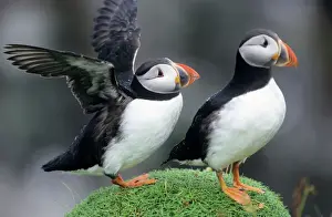 Wildlife Prints For Sale Prints: Puffin - pair resting
