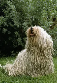 Long Haired Pet Dogs Prints: Puli Dog