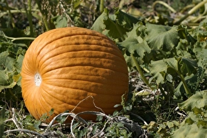 Pumpkin - single, ripe orange fruit Pumpkin - single, ripe orange fruit
