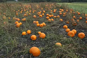 Vegetable Cultivation Methods Prints: Pumpkins - growing in field