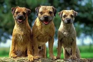 Prints of LA-1390 Border Terrier Dogs - Three sitting together Jean Michel Labat Please note that prints are for personal display purposes only and may not be reproduced in any way. Mammal Prints: Border Terrier Print - Three Sitting Dogs
