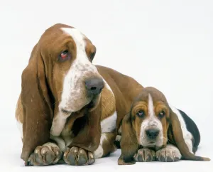 Dog Prints: Basset Hound Adult with Puppy Print