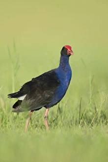 Purple Swamphen - Eastern form of large gallinule. Walking through grass near the waters Purple Swamphen - Eastern form of large gallinule. Walking through grass near the waters